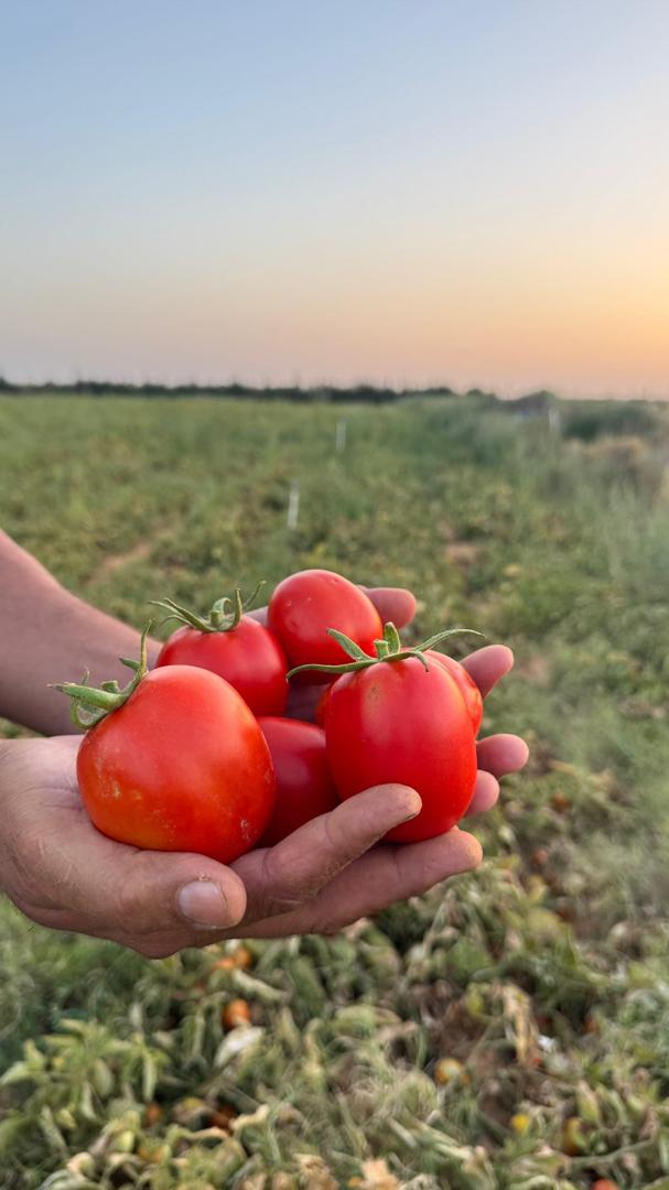 صورة رقم 1 من الحقول