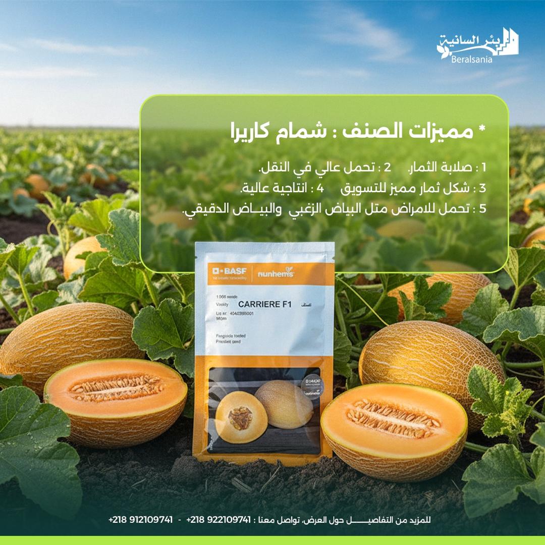 صورة رقم 11 من الحقول