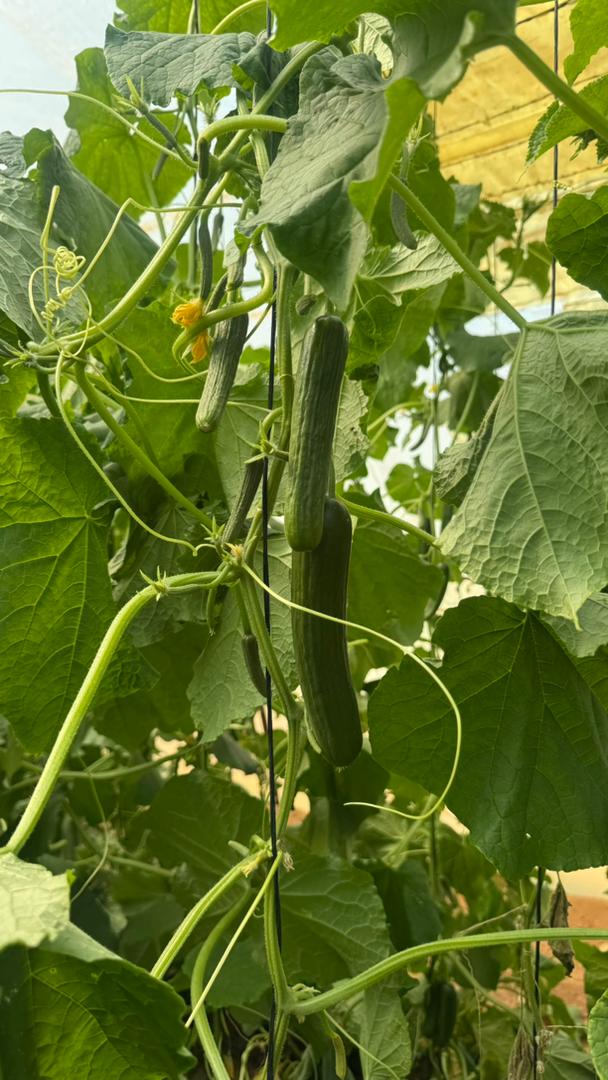 صورة رقم 18 من الحقول