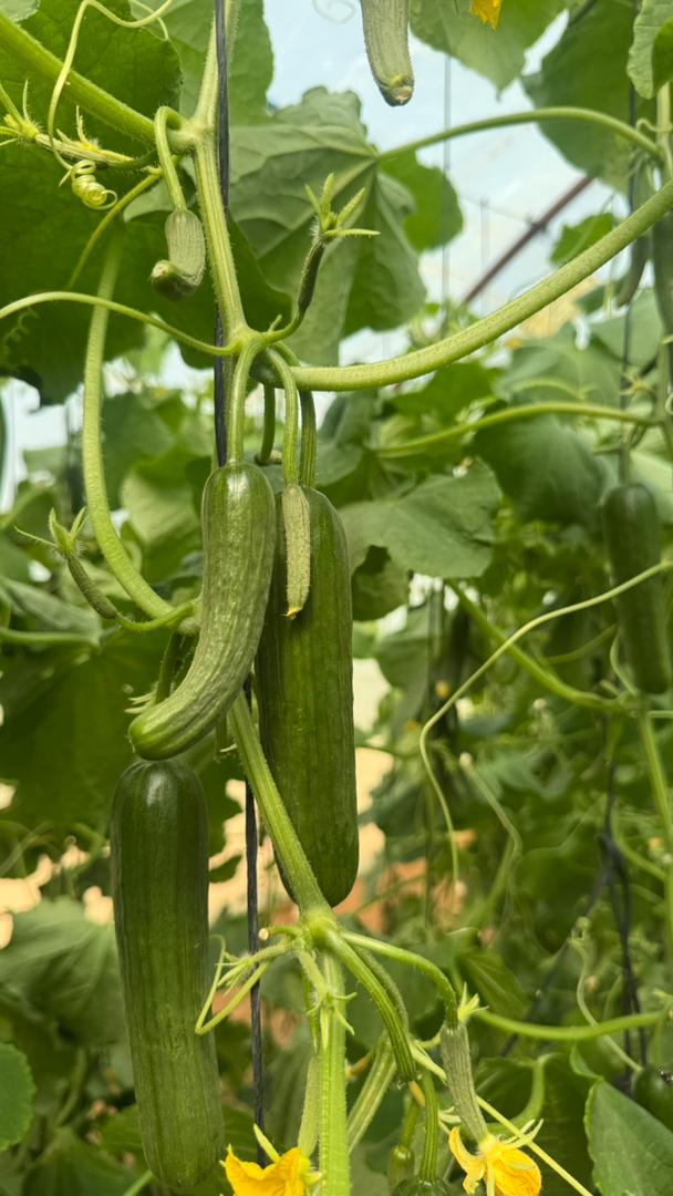 صورة رقم 19 من الحقول