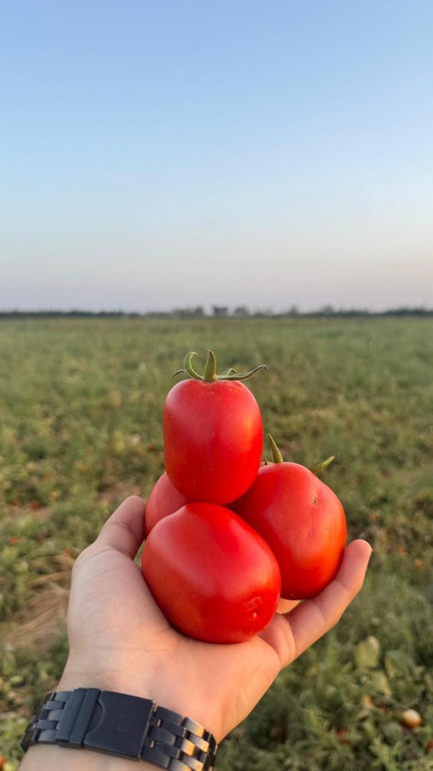 صورة رقم 2 من الحقول