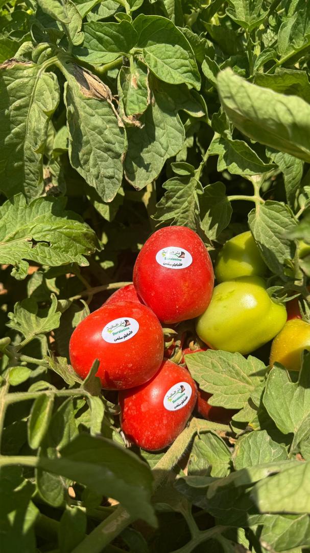 صورة رقم 6 من الحقول